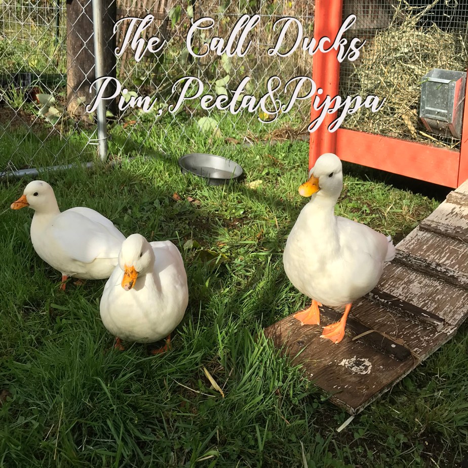 CallDucks