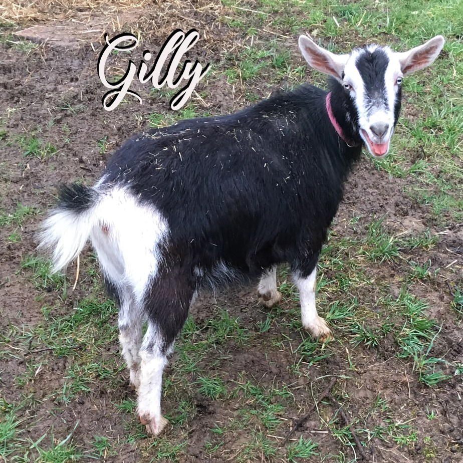 Gilly