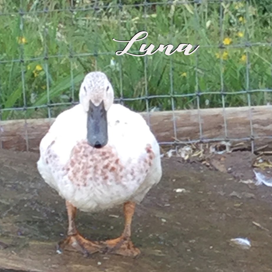 Luna