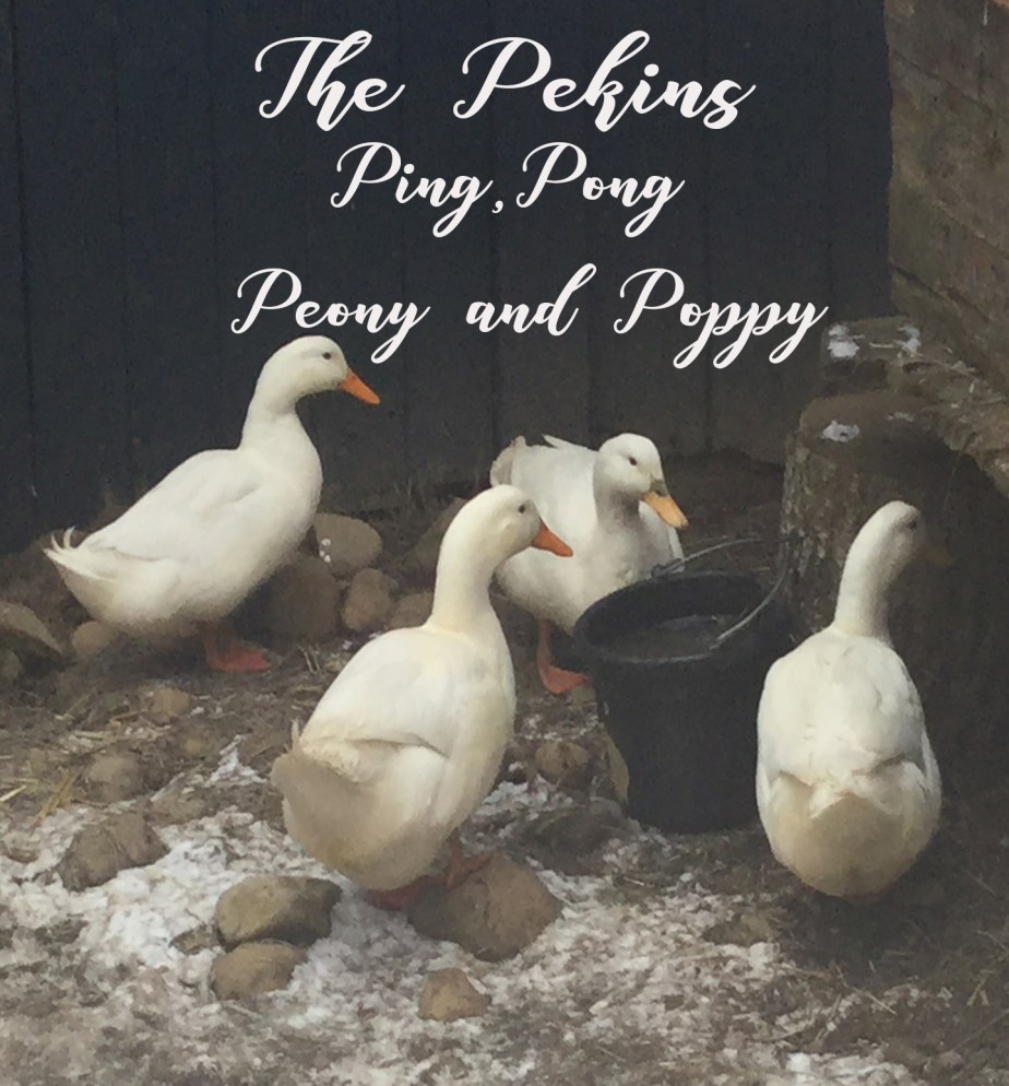 thepekins