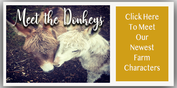 meetdonkeys_edited-1