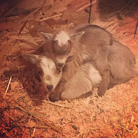 15356648_10157813064255403_7883110620482094636_n