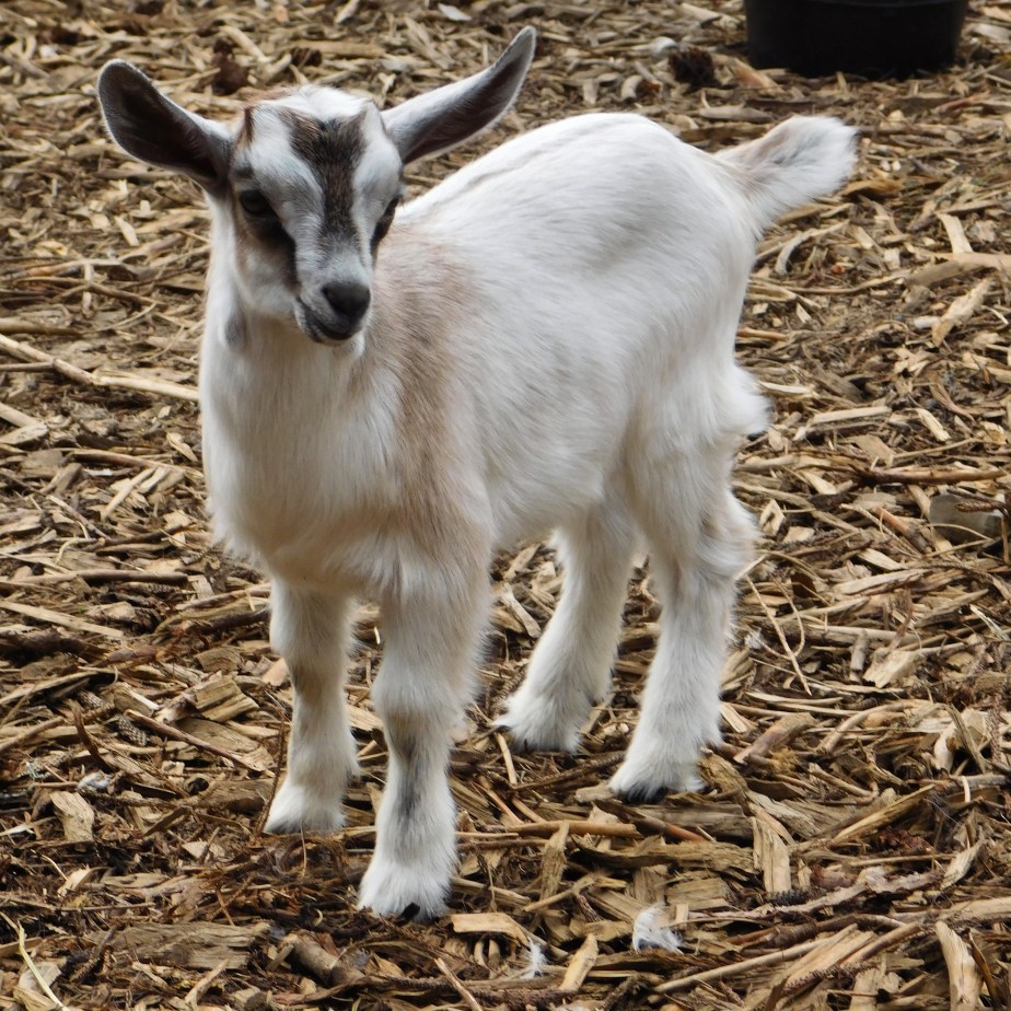 3B6A53E8-F5D2-4B40-9713-BFC15A2406D0